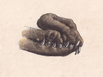 1834 GHARIAL CROCODILE Print - Hand-Coloured Antique Print - Lacepede - Crocodile Wall Art - Animal Nature Gift - 5.8 x 8.9 Inches