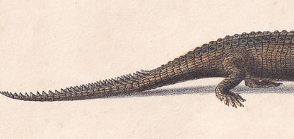 1834 GHARIAL CROCODILE Print - Hand-Coloured Antique Print - Lacepede - Crocodile Wall Art - Animal Nature Gift - 5.8 x 8.9 Inches