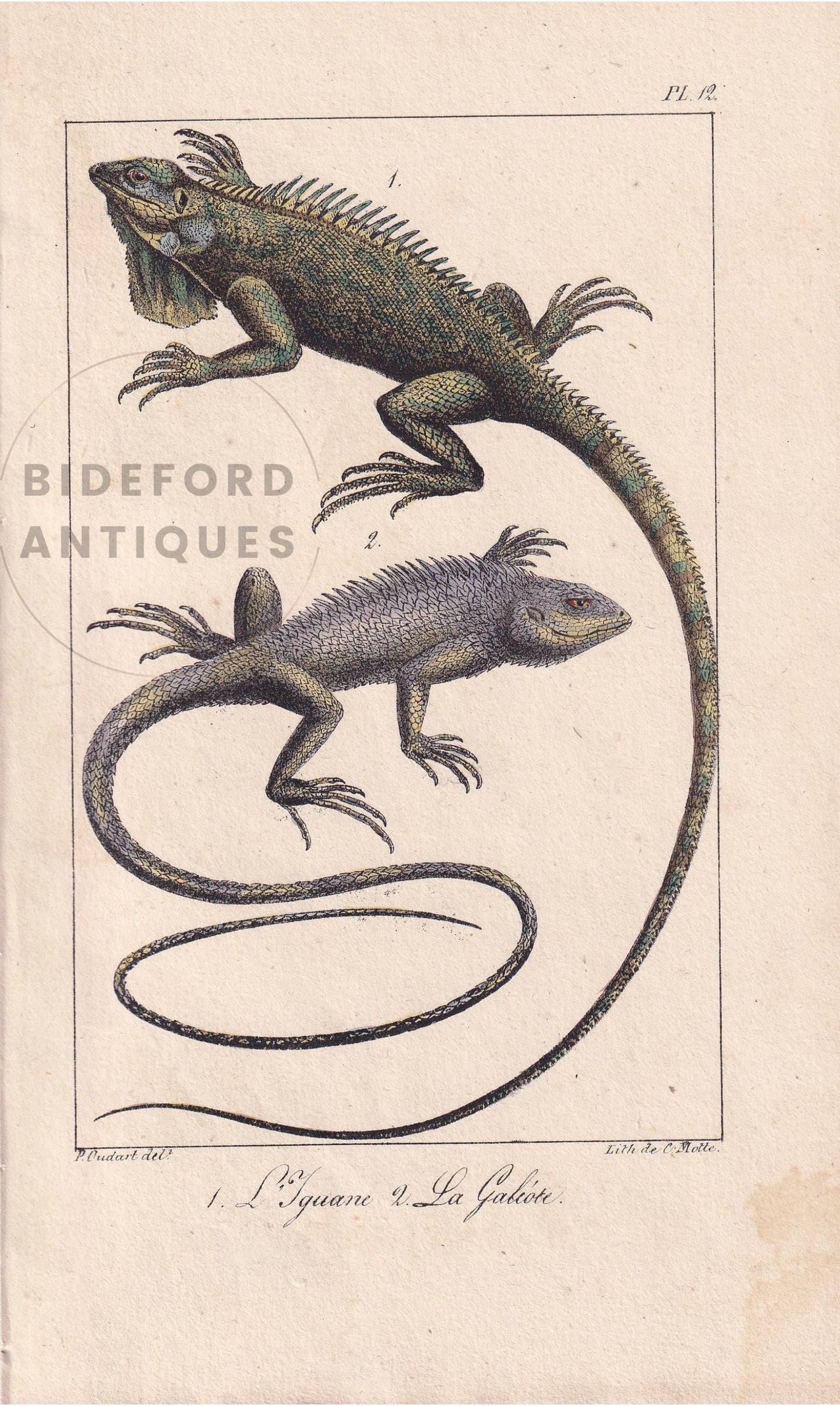 1834 IGUANA & GALEOTE LIZARD Print - Hand-Coloured Antique Print - Lacepede - Lizard Wall Art - Animal Nature Gift Decor - 5.8 x 8.9 Inches