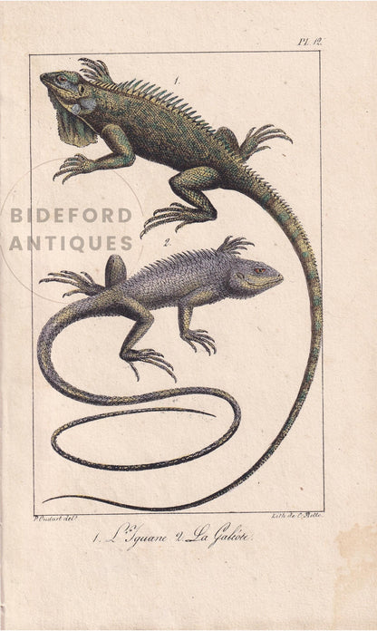 1834 IGUANA & GALEOTE LIZARD Print - Hand-Coloured Antique Print - Lacepede - Lizard Wall Art - Animal Nature Gift Decor - 5.8 x 8.9 Inches