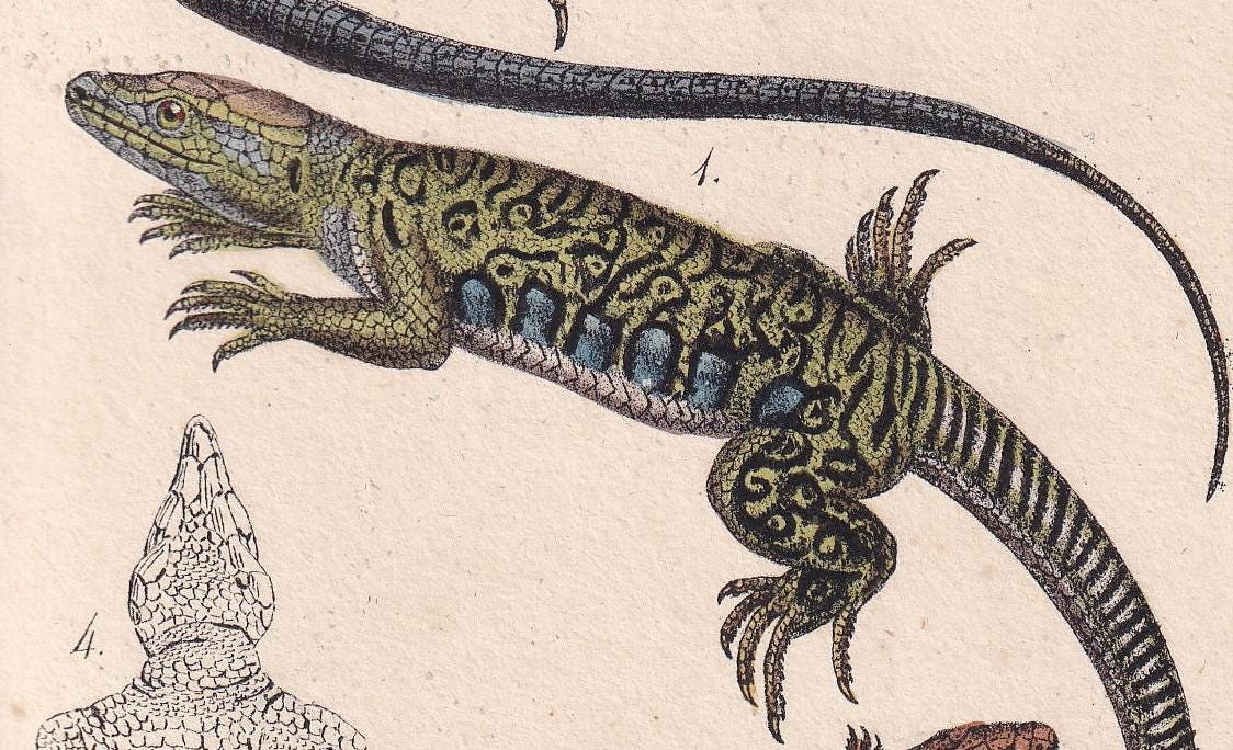 1834 OCELLATED LIZARD Print - Hand-Coloured Antique Print - Lacepede - Lizard Wall Art - Animal Nature Gift Decor - 5.8 x 8.9 Inches