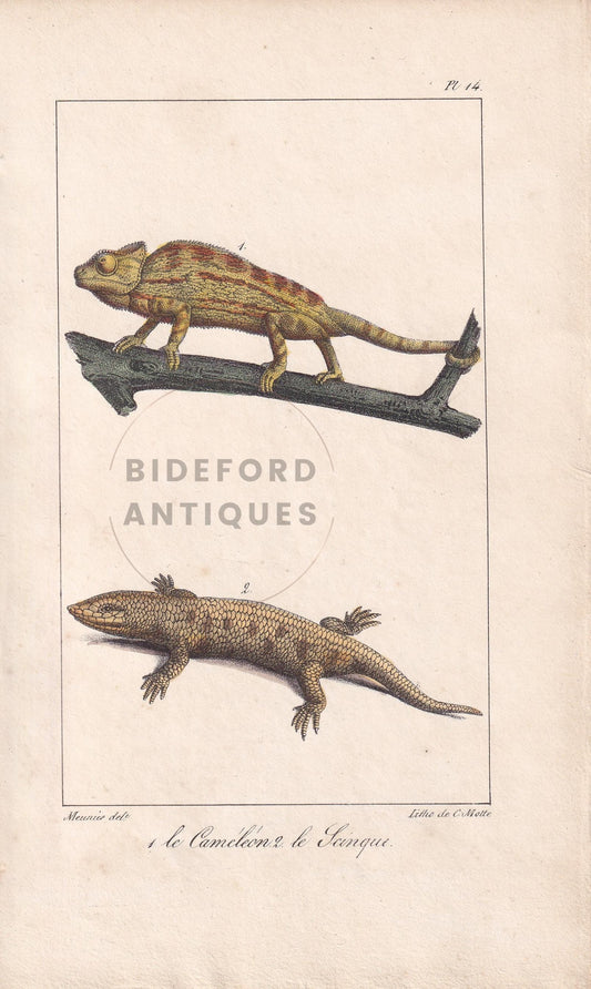 1834 CHAMELEON & GROUND LIZARD Print - Hand-Coloured Antique Print - Lacepede - Lizard Wall Art - Animal Nature Gift - 5.8 x 8.9 Inches