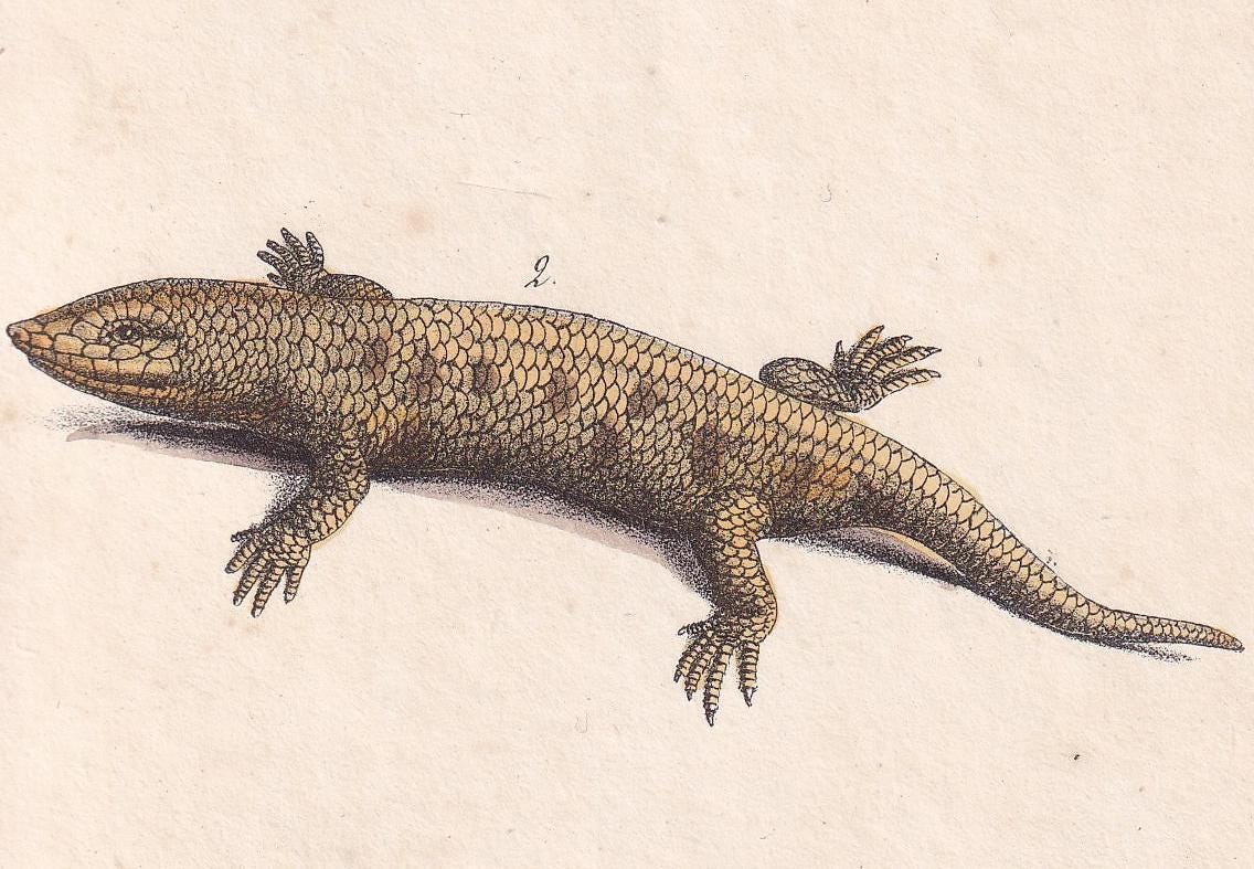 1834 CHAMELEON & GROUND LIZARD Print - Hand-Coloured Antique Print - Lacepede - Lizard Wall Art - Animal Nature Gift - 5.8 x 8.9 Inches