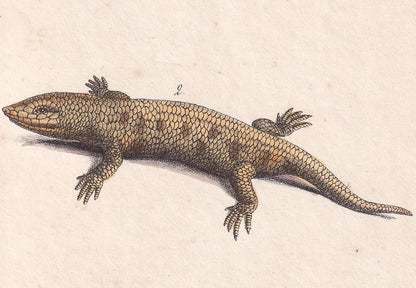 1834 CHAMELEON & GROUND LIZARD Print - Hand-Coloured Antique Print - Lacepede - Lizard Wall Art - Animal Nature Gift - 5.8 x 8.9 Inches