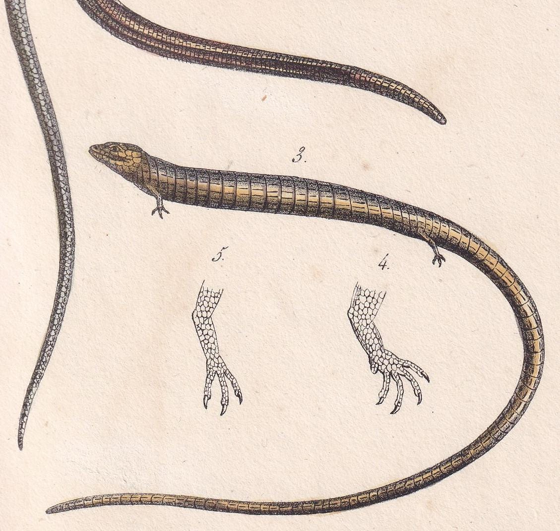 1834 SEPS & SKINKS LIZARDS Print - Hand-Coloured Antique Print - Lacepede - Lizard Wall Art - Animal Nature Gift Decor - 5.8 x 8.9 Inches