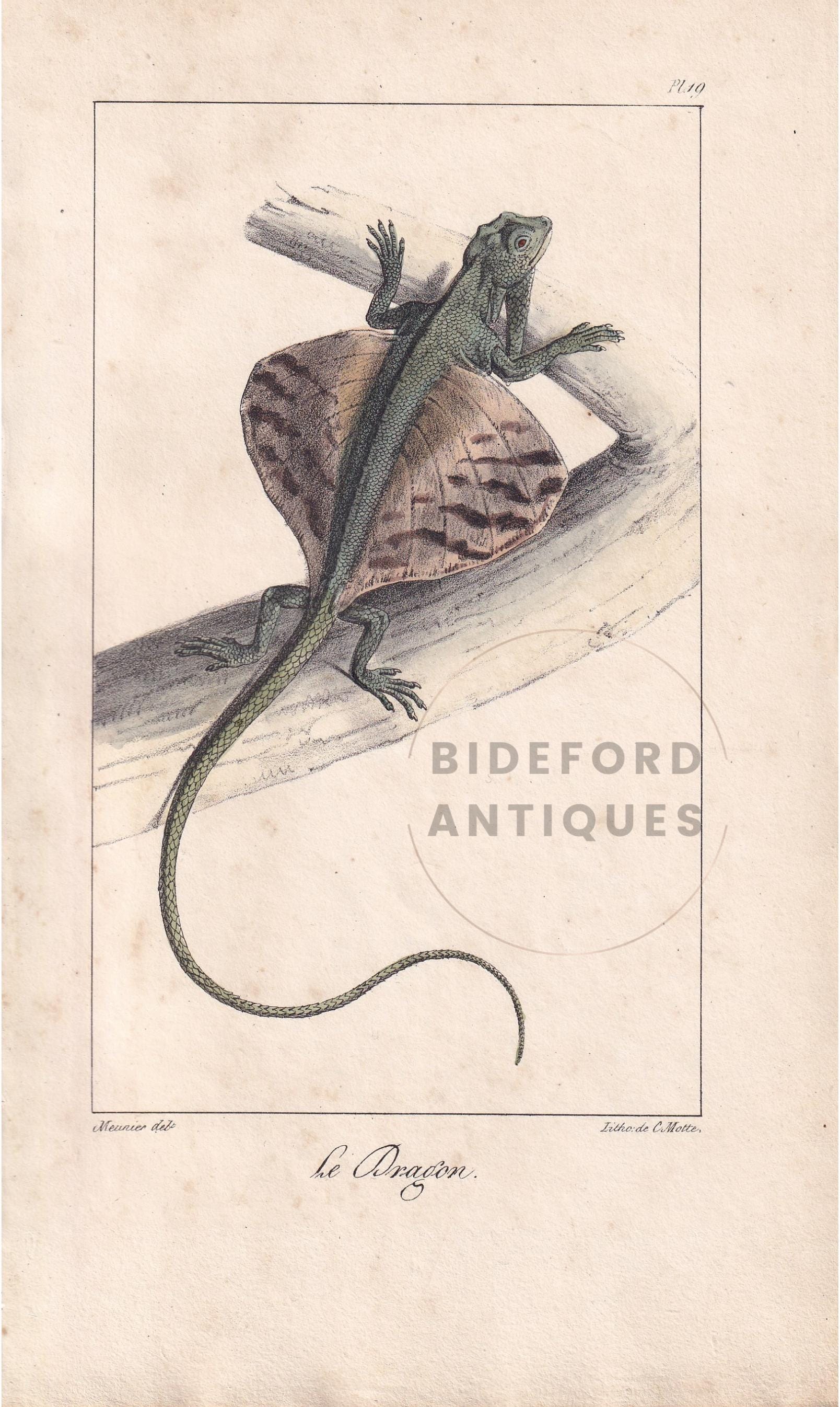 1834 FLYING DRAGON LIZARD Print - Hand-Coloured Antique Print - Lacepede - Lizard Wall Art - Animal Nature Gift Decor - 5.8 x