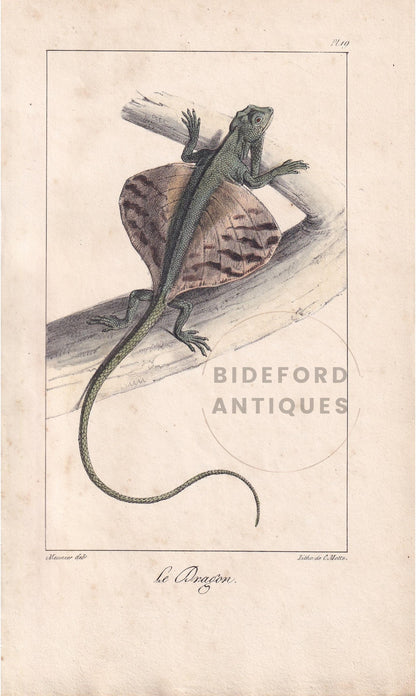 1834 FLYING DRAGON LIZARD Print - Hand-Coloured Antique Print - Lacepede - Lizard Wall Art - Animal Nature Gift Decor - 5.8 x