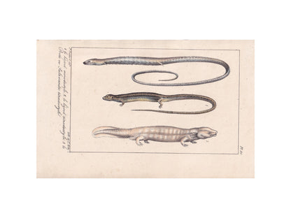 1834 SALAMANDER LIZARD Print - Hand-Coloured Antique Print - Lacepede - Lizard Wall Art - Animal Nature Gift Decor - 5.8 x 8.9 Inches