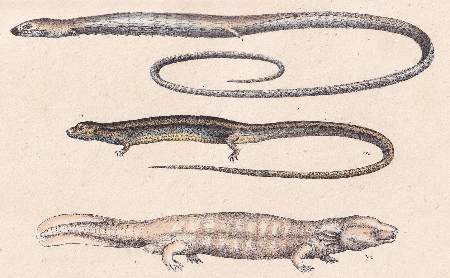 1834 SALAMANDER LIZARD Print - Hand-Coloured Antique Print - Lacepede - Lizard Wall Art - Animal Nature Gift Decor - 5.8 x 8.9 Inches
