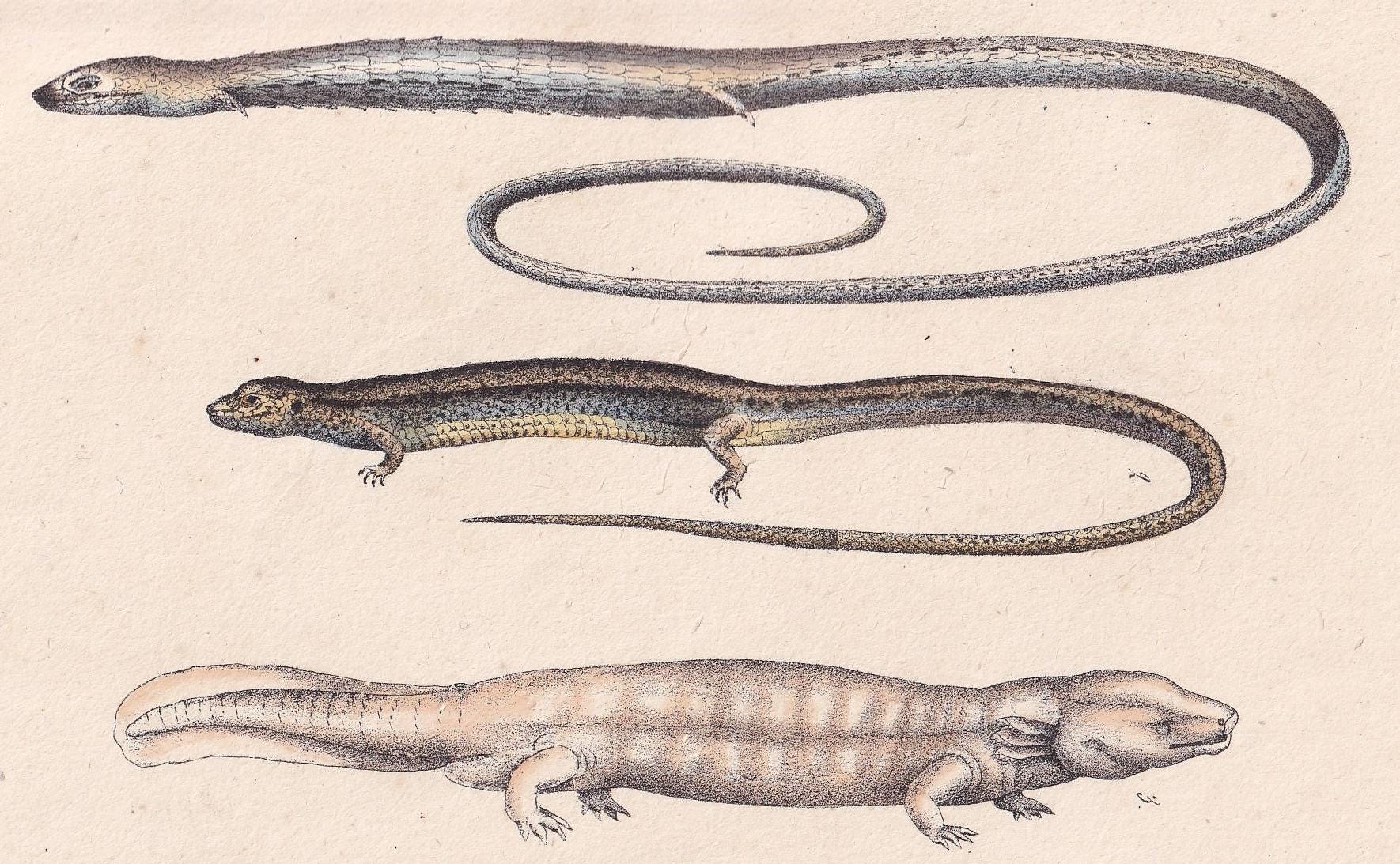 1834 SALAMANDER LIZARD Print - Hand-Coloured Antique Print - Lacepede - Lizard Wall Art - Animal Nature Gift Decor - 5.8 x 8.9 Inches