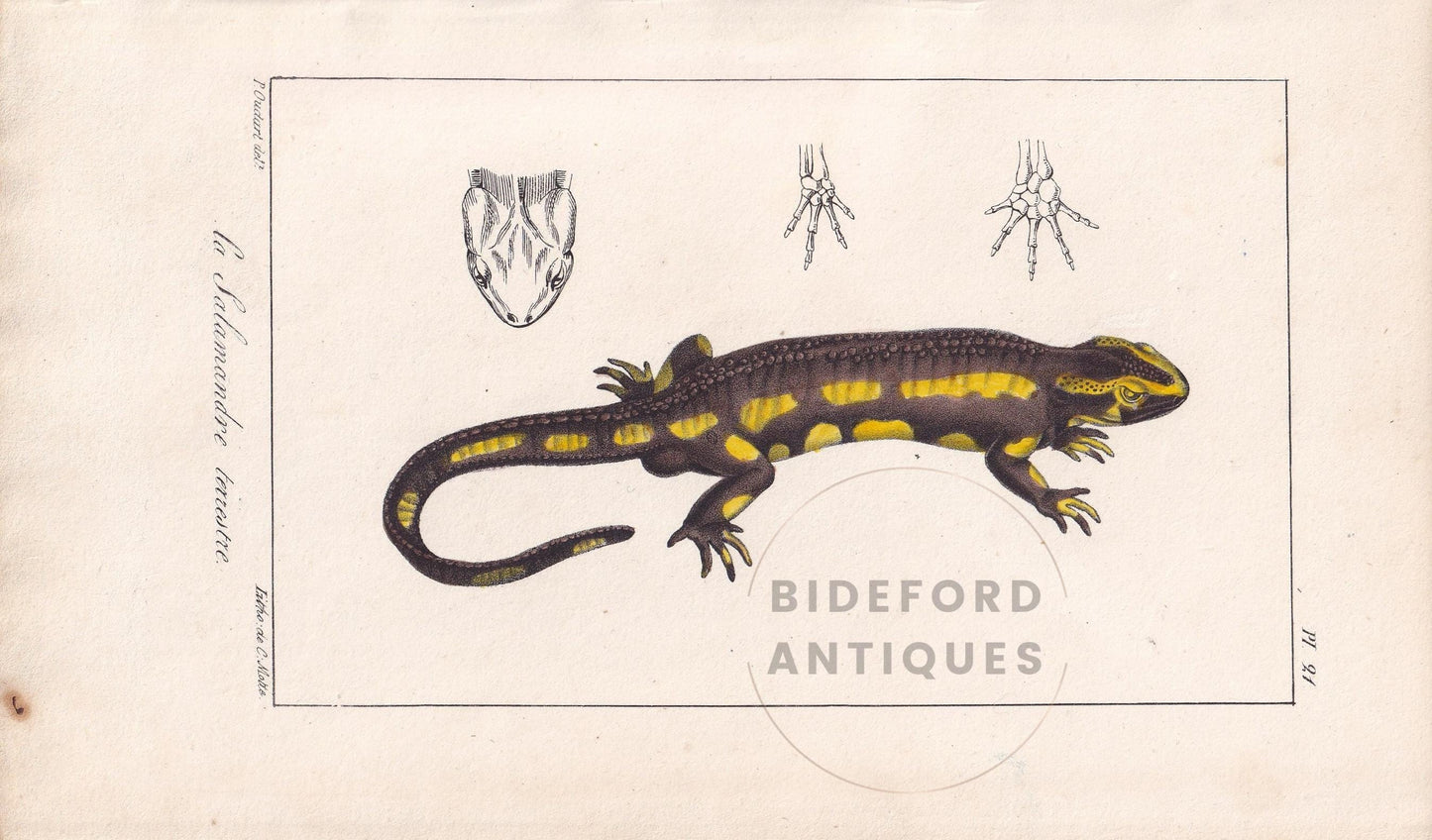 1834 FIRE SALAMANDER LIZARD Print - Hand-Coloured Antique Print - Lacepede - Lizard Wall Art - Animal Nature Gift Decor - 5.8 x 8.9 Inches