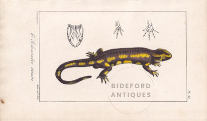 1834 FIRE SALAMANDER LIZARD Print - Hand-Coloured Antique Print - Lacepede - Lizard Wall Art - Animal Nature Gift Decor - 5.8 x 8.9 Inches