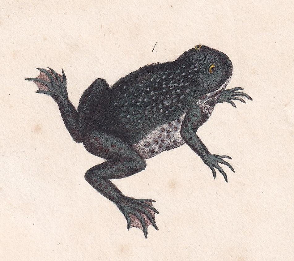 1834 FROG & BULLFROG Print - Hand-Coloured Antique Print - Lacepede - Lizard Wall Art - Animal Nature Gift Decor - 5.8 x 8.9 Inches