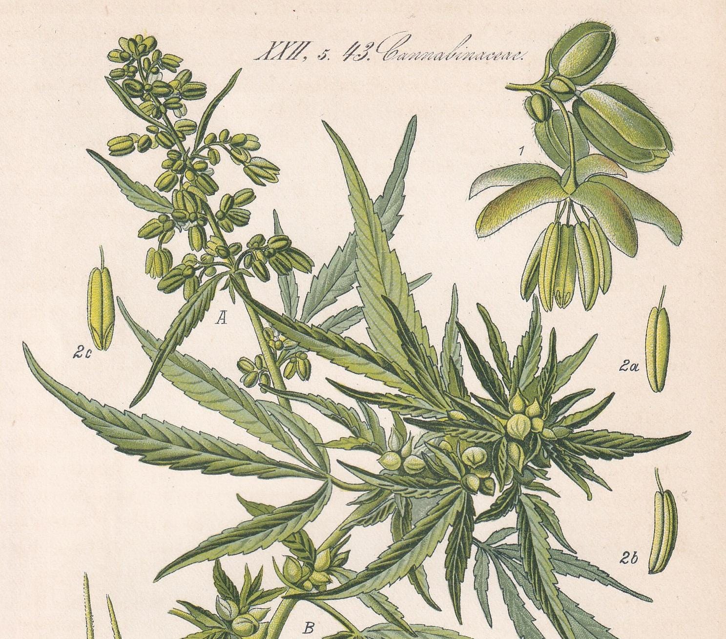 Rare! 1886 CANNABIS SATIVA Print - Botanical Print - Marijuana Illustration - Weed Wall Art - Antique Weed Print - 5.6 x 8.75 Inches