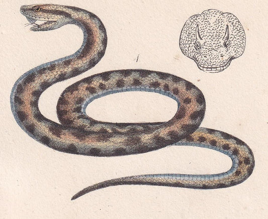 1834 ASP & HORNED VIPER Print - Hand-Coloured Antique Print - Lacepede - Snake Wall Art - Animal Nature Gift Decor - 5.8 x 8.