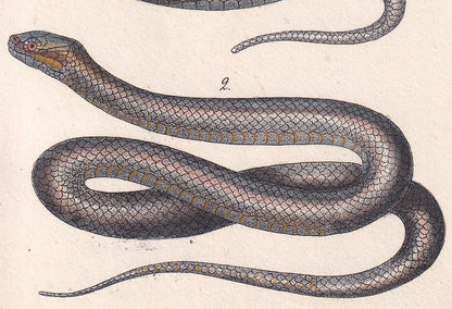 1834 ASP & SMOOTH SNAKE Print - Hand-Coloured Antique Print - Lacepede - Snake Wall Art - Animal Nature Gift Decor - 5.8 x 8.