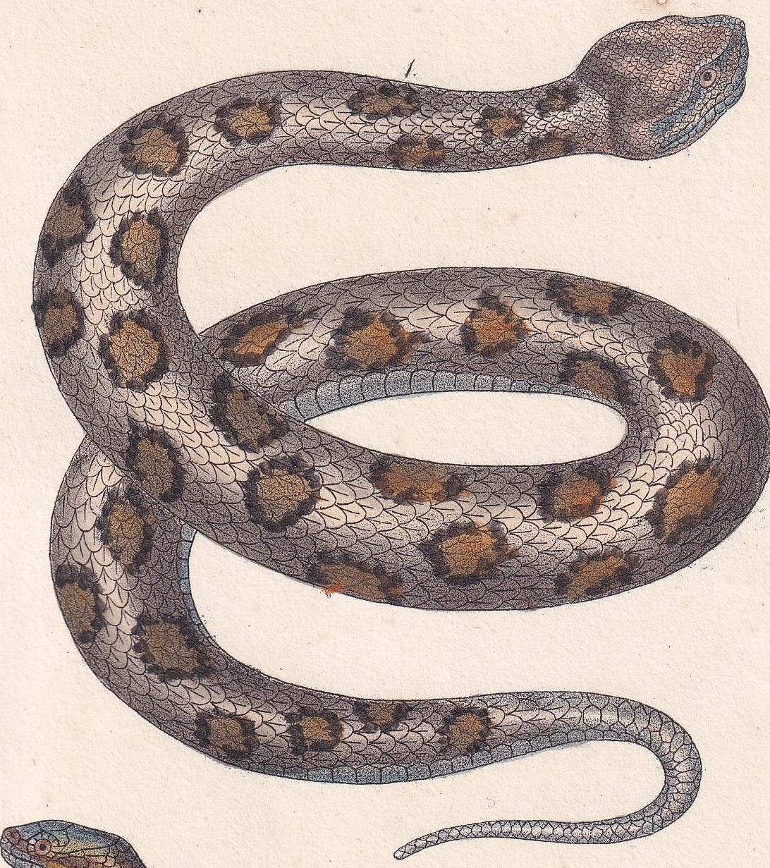 1834 ASP & SMOOTH SNAKE Print - Hand-Coloured Antique Print - Lacepede - Snake Wall Art - Animal Nature Gift Decor - 5.8 x 8.