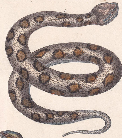 1834 ASP & SMOOTH SNAKE Print - Hand-Coloured Antique Print - Lacepede - Snake Wall Art - Animal Nature Gift Decor - 5.8 x 8.