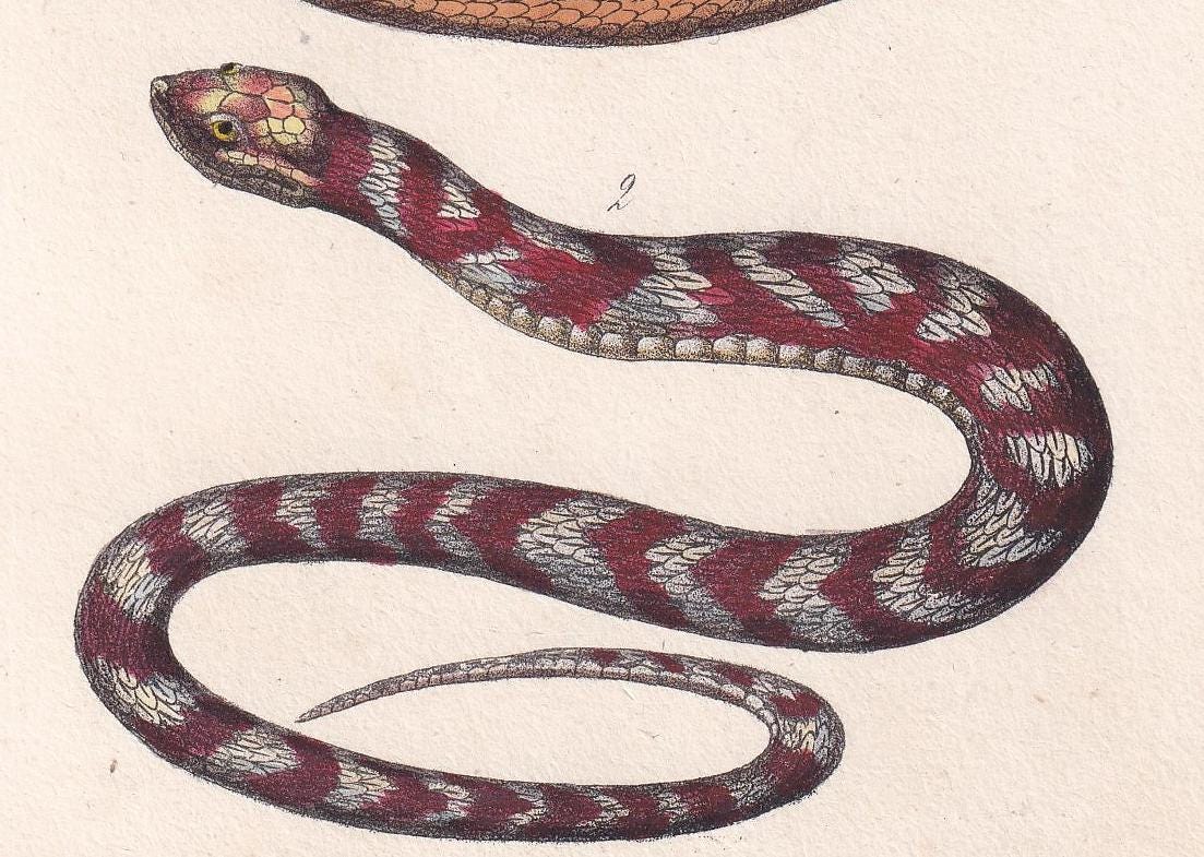 1834 INDIAN COBRA SNAKE Print - Hand-Coloured Antique Print - Lacepede - Snake Wall Art - Animal Nature Gift Decor - 5.8 x 8.