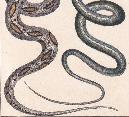 1834 BRAZIL VINE SNAKE Print - Hand-Coloured Antique Print - Lacepede - Snake Wall Art - Animal Nature Gift Decor - 5.8 x 8.9