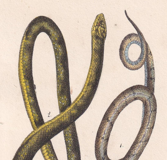 1834 GRASS SNAKE & Green Whip Snake Print - Hand-Coloured Antique Print - Lacepede - Snake Wall Art - Animal Gift Decor - 5.8