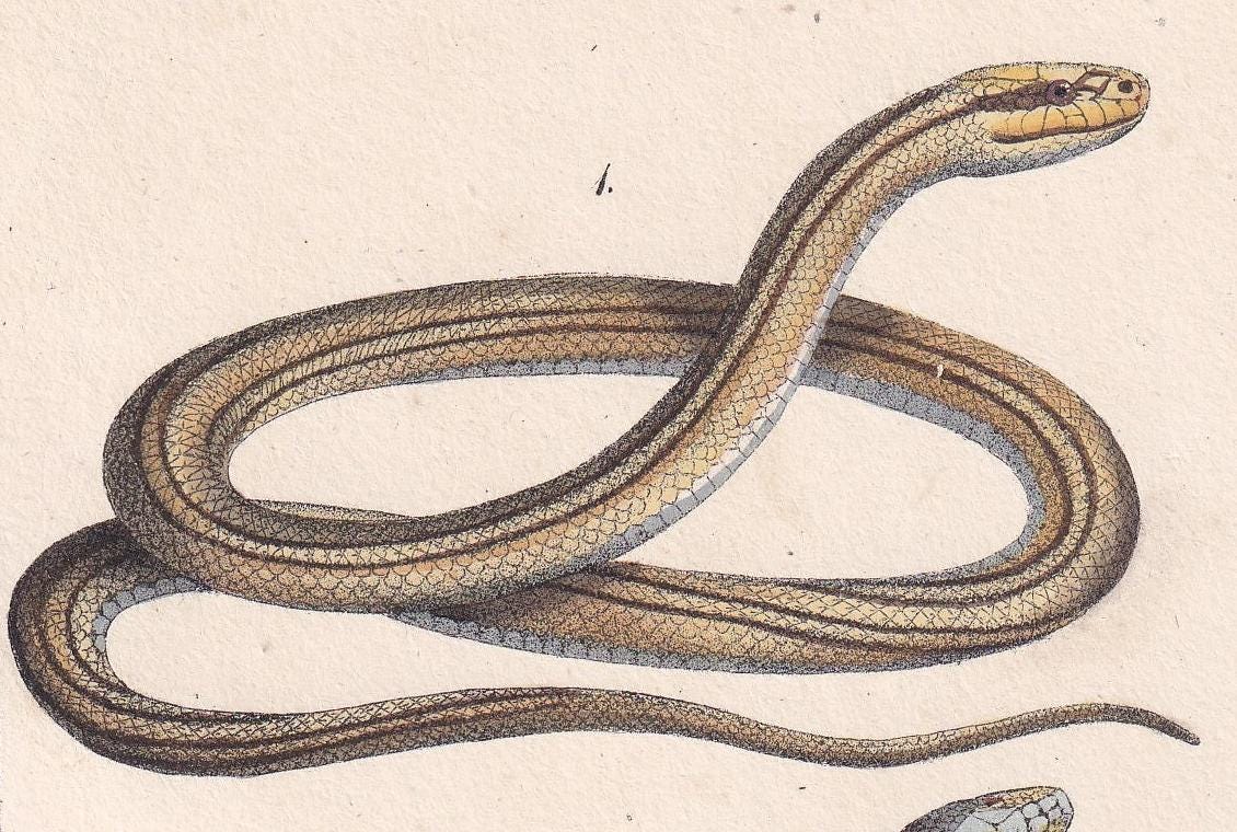 1834 FOUR-LINED SNAKE & Aesculapian Snake Print - Hand-Coloured Antique Print - Lacepede - Snake Wall Art - Animal Decor - 5.