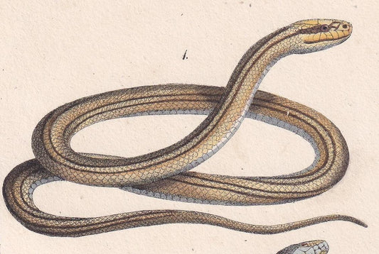1834 FOUR-LINED SNAKE & Aesculapian Snake Print - Hand-Coloured Antique Print - Lacepede - Snake Wall Art - Animal Decor - 5.