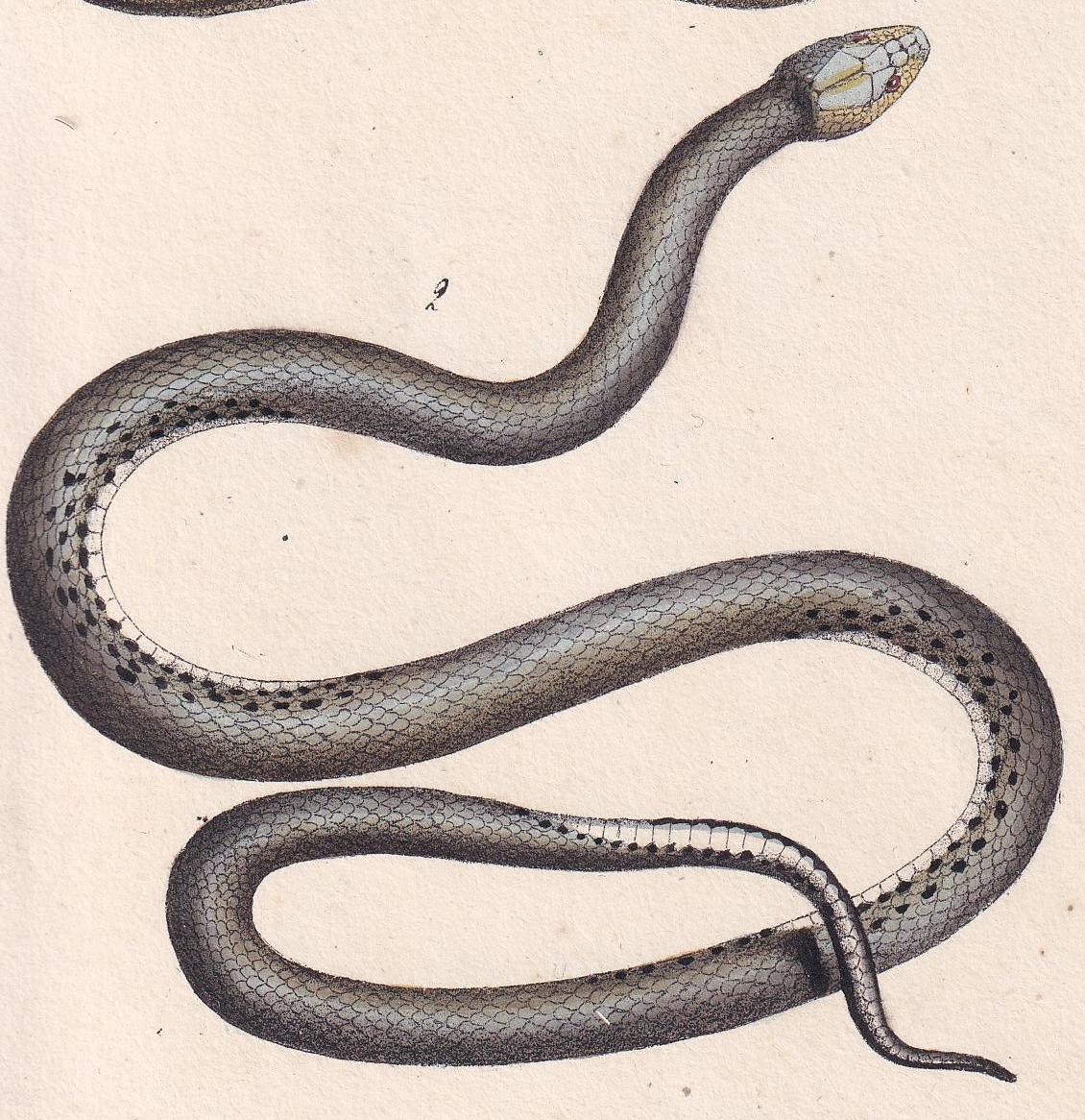 1834 FOUR-LINED SNAKE & Aesculapian Snake Print - Hand-Coloured Antique Print - Lacepede - Snake Wall Art - Animal Decor - 5.