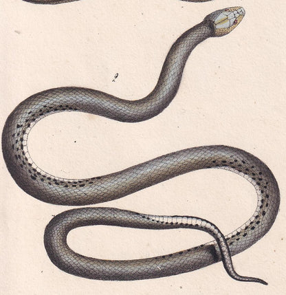 1834 FOUR-LINED SNAKE & Aesculapian Snake Print - Hand-Coloured Antique Print - Lacepede - Snake Wall Art - Animal Decor - 5.