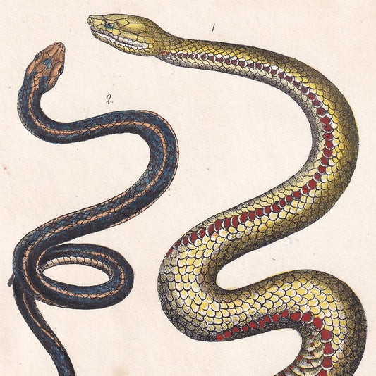 1834 BALI SNAKE Print - Hand-Coloured Antique Print - Lacepede - Snake Wall Art - Animal Gift Decor - 5.8 x 8.9 Inches