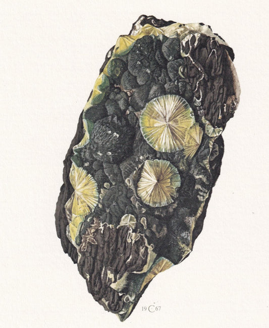 1968 WAVELLITE Print - Mineral Wall Art Gift - Mineralogy Decor - Precious Stones - Vintage Rock Art - Element - 7.5 x 10.6 I