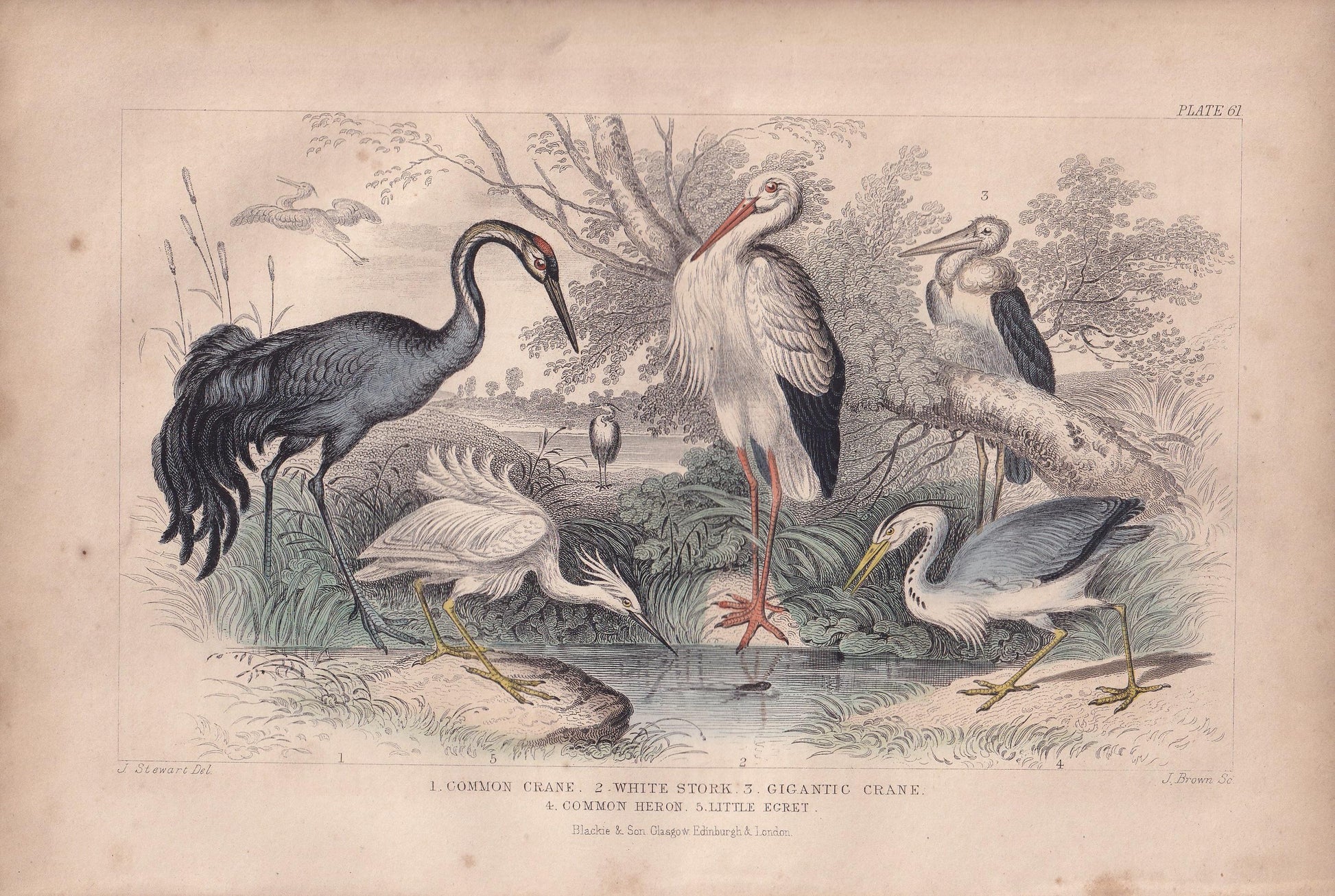 1859 CRANE, STORK, HERON & Egret Bird Print - Hand-Coloured Engraving - Bird Wall Art - Antique Bird Print - Bird Decor - 9.5