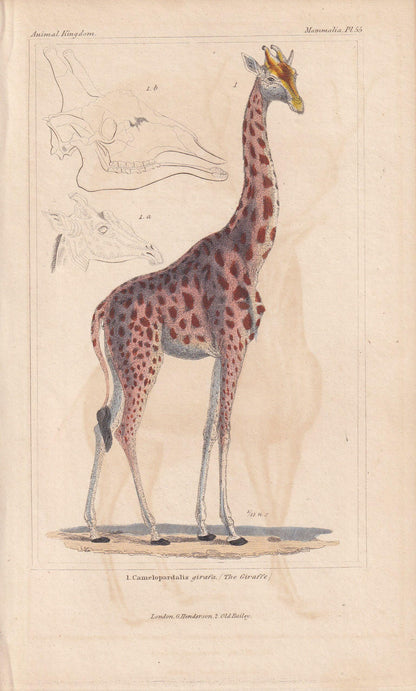 1834 GIRAFFE Print - Hand-Coloured Antique Print - Cuvier - Giraffe Wall Art - Animal Gift Decor - 5.3 x 8.2 Inches