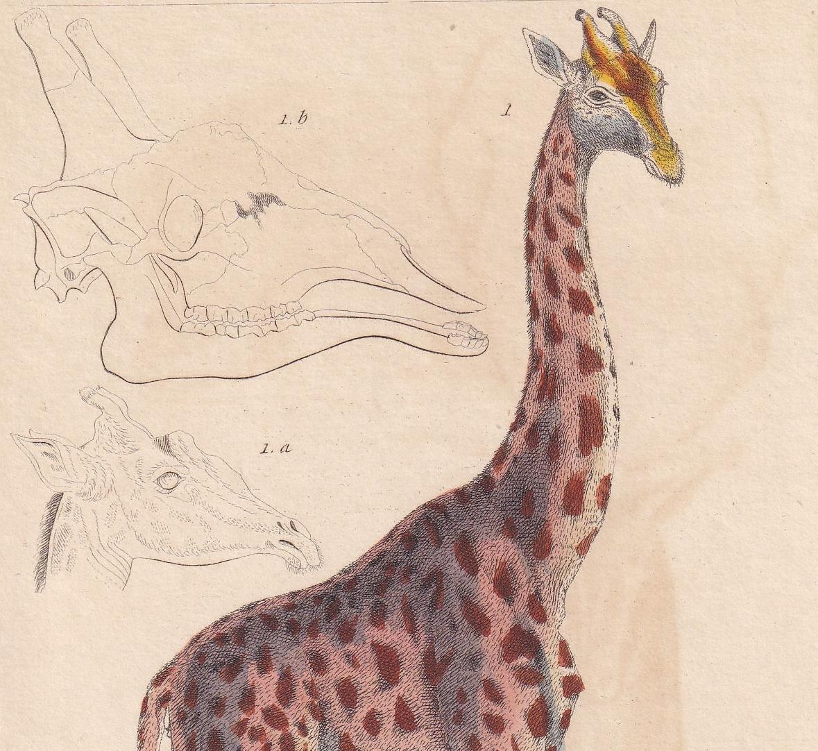 1834 GIRAFFE Print - Hand-Coloured Antique Print - Cuvier - Giraffe Wall Art - Animal Gift Decor - 5.3 x 8.2 Inches