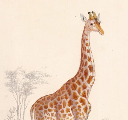 1861 GIRAFFE Print - Hand-Coloured Antique Print - Orbigny - Giraffe Wall Art - Animal Gift Decor - 5.75 x 9.75 Inches
