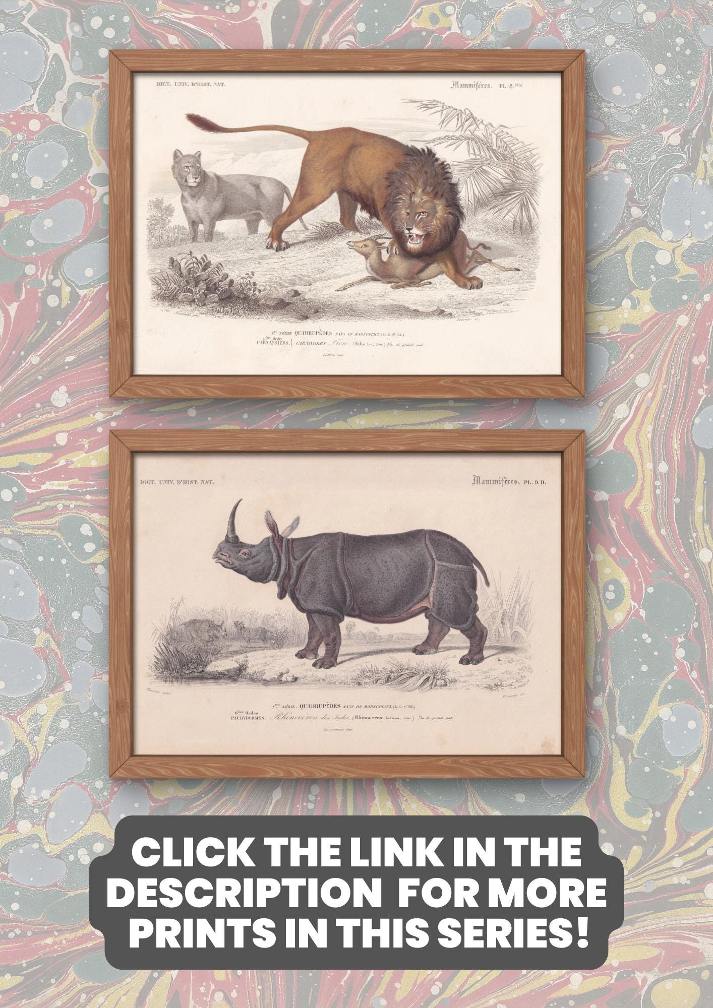 1861 BISON & COW Print - Hand-Coloured Antique - Orbigny - Animal Wall Art - Gift Decor - 19th Century - 5.75 x 9.75 Inches