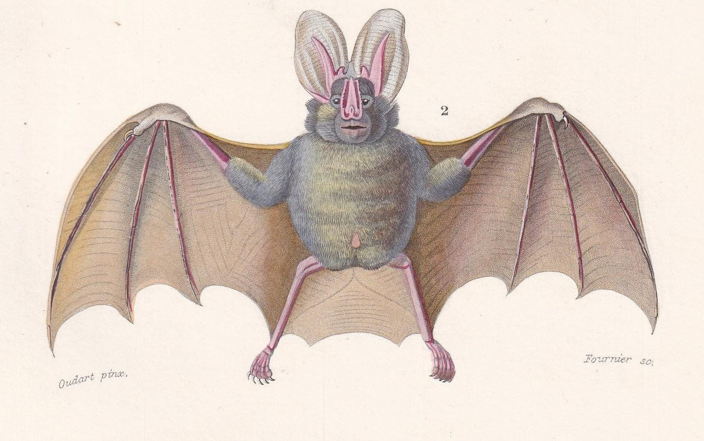 1861 COMMON BAT & Long-Eared Bat Print - Hand-Coloured Antique Print - Orbigny - Bat Wall Art - Animal Gift Decor - 5.75 x 9.