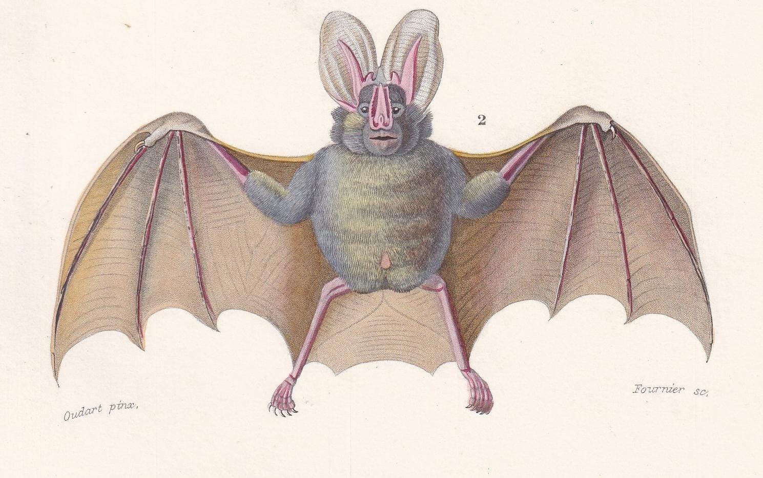 1861 COMMON BAT & Long-Eared Bat Print - Hand-Coloured Antique Print - Orbigny - Bat Wall Art - Animal Gift Decor - 5.75 x 9.