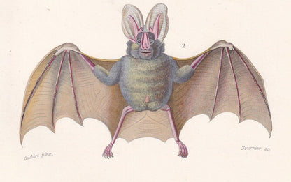 1861 COMMON BAT & Long-Eared Bat Print - Hand-Coloured Antique Print - Orbigny - Bat Wall Art - Animal Gift Decor - 5.75 x 9.