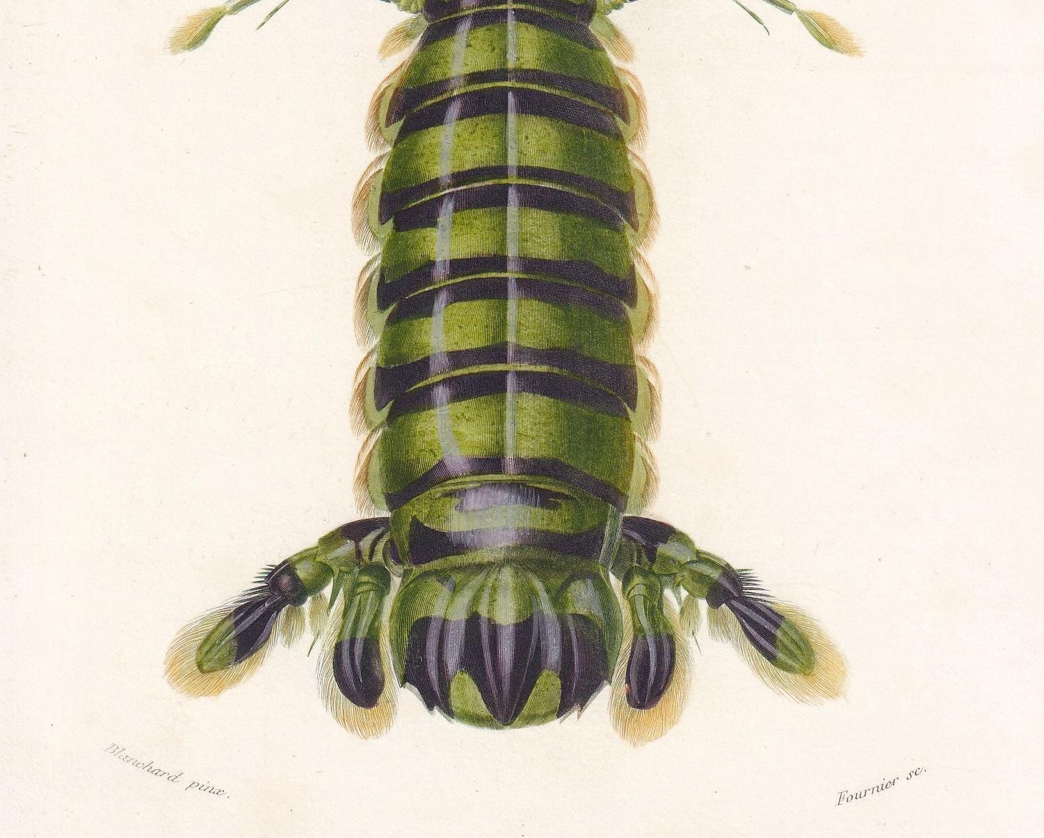 1861 MANTIS SHRIMP Print - Hand-Coloured Antique Print - Orbigny - Sea Life Wall Art - Animal Gift Ocean Decor - 5.5 x 9.75 I