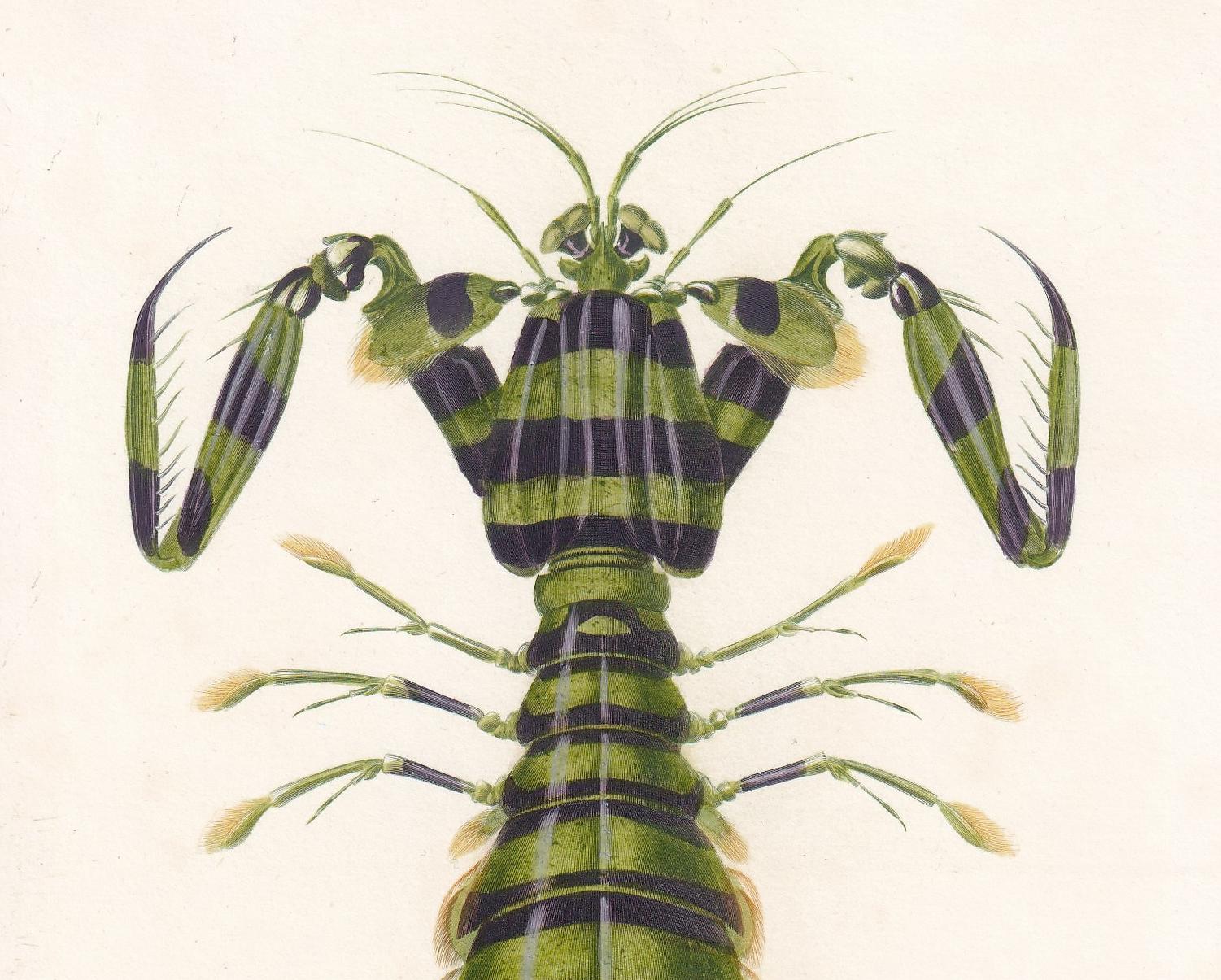 1861 MANTIS SHRIMP Print - Hand-Coloured Antique Print - Orbigny - Sea Life Wall Art - Animal Gift Ocean Decor - 5.5 x 9.75 I
