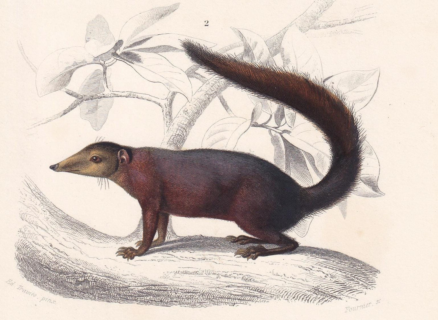 1861 HEDGEHOG & TUPAIA Print - Hand-Coloured Antique Print - Orbigny - Hedgehog Wall Art - Animal Gift Decor - 5.75 x 9.75 In