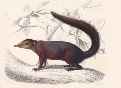 1861 HEDGEHOG & TUPAIA Print - Hand-Coloured Antique Print - Orbigny - Hedgehog Wall Art - Animal Gift Decor - 5.75 x 9.75 In