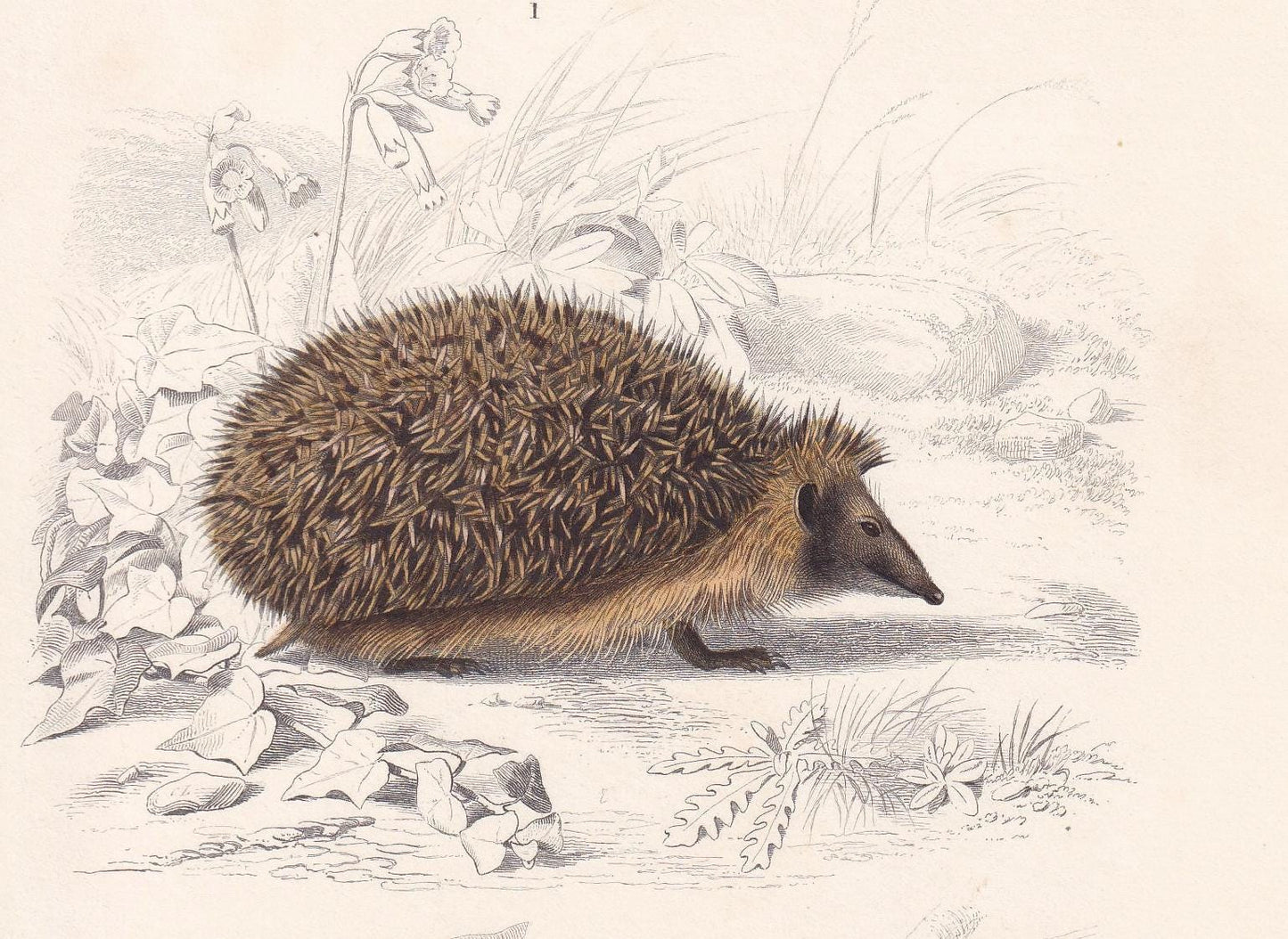 1861 HEDGEHOG & TUPAIA Print - Hand-Coloured Antique Print - Orbigny - Hedgehog Wall Art - Animal Gift Decor - 5.75 x 9.75 In