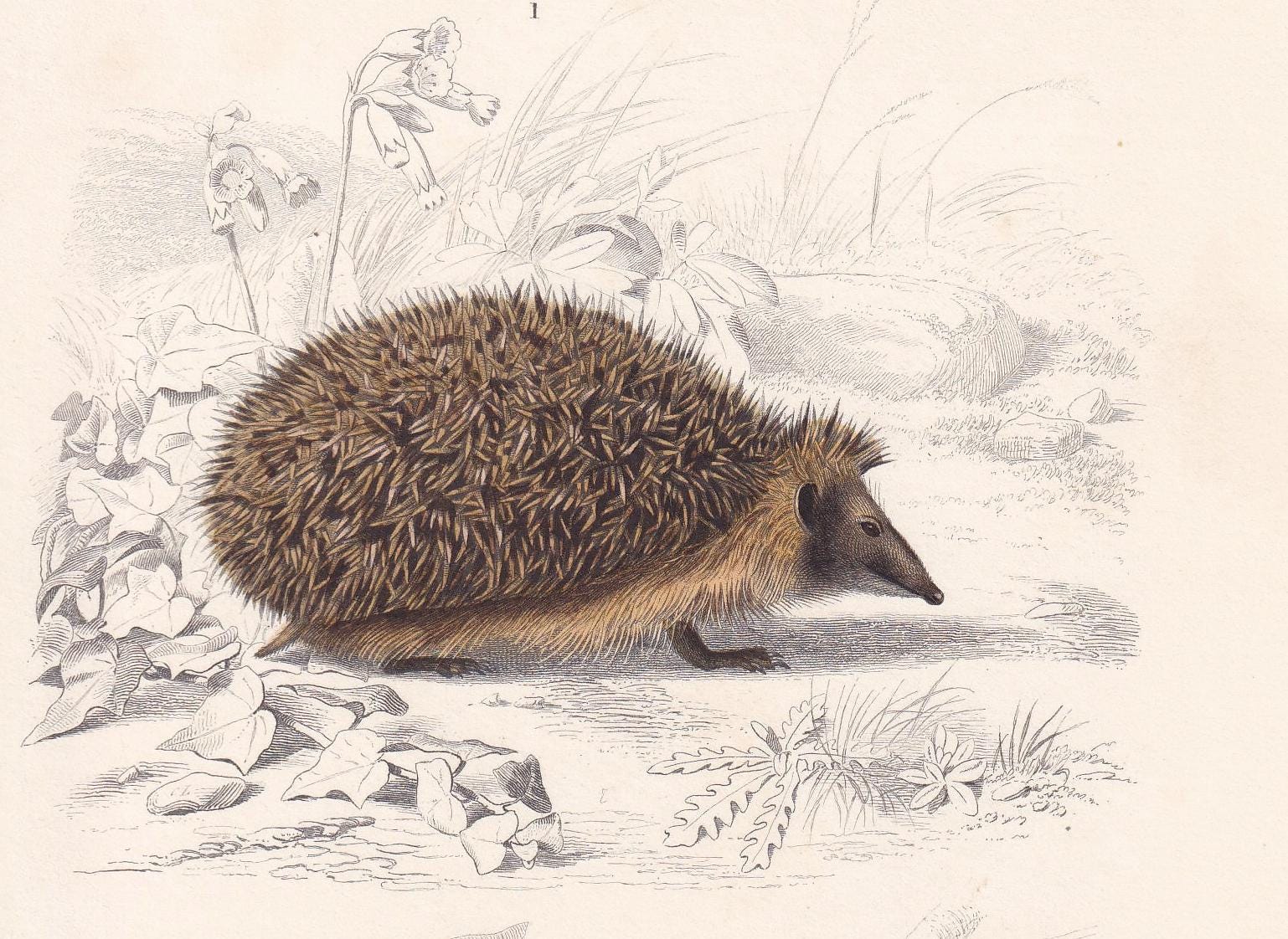 1861 HEDGEHOG & TUPAIA Print - Hand-Coloured Antique Print - Orbigny - Hedgehog Wall Art - Animal Gift Decor - 5.75 x 9.75 In