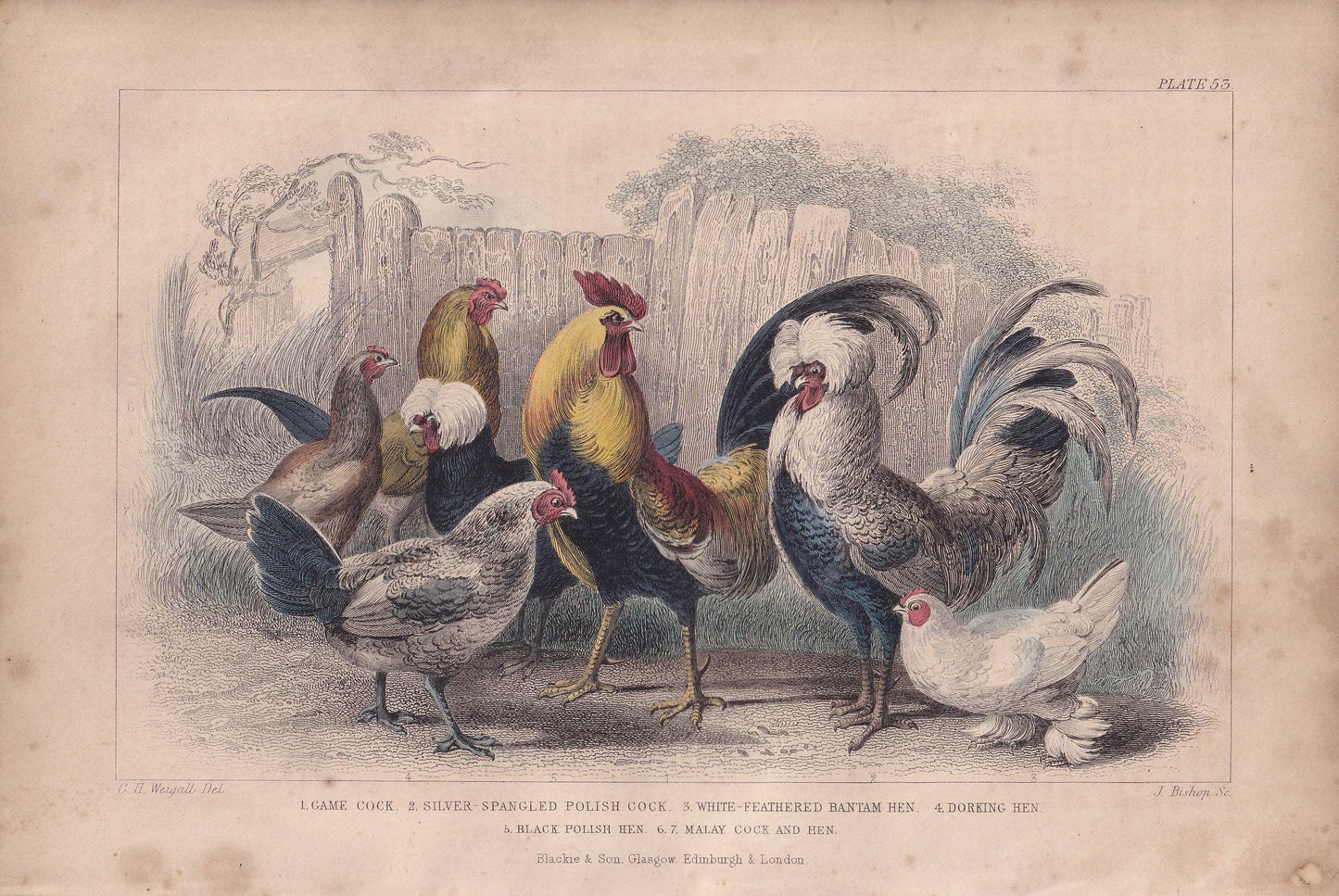 1859 ROOSTER & HENS Bird Print - Hand-Coloured Engraving - Chicken Wall Art - Antique Bird Decor - 9.5 x 6.5 Inches