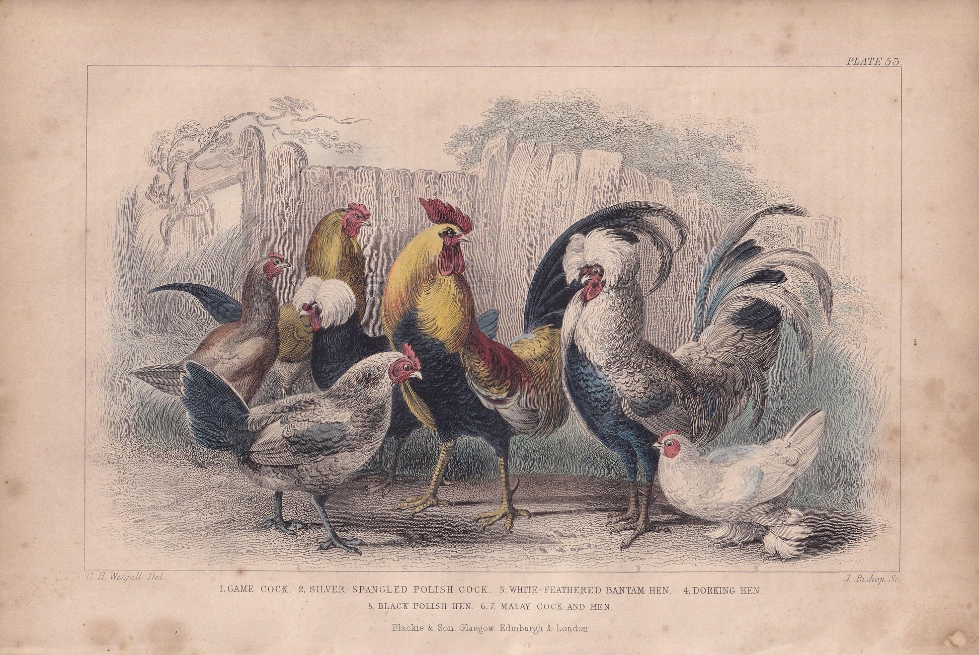 1859 ROOSTER & HENS Bird Print - Hand-Coloured Engraving - Chicken Wall Art - Antique Bird Decor - 9.5 x 6.5 Inches
