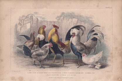 1859 ROOSTER & HENS Bird Print - Hand-Coloured Engraving - Chicken Wall Art - Antique Bird Decor - 9.5 x 6.5 Inches