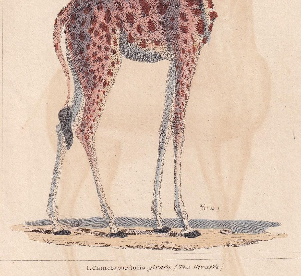 1834 GIRAFFE Print - Hand-Coloured Antique Print - Cuvier - Giraffe Wall Art - Animal Gift Decor - 5.3 x 8.2 Inches