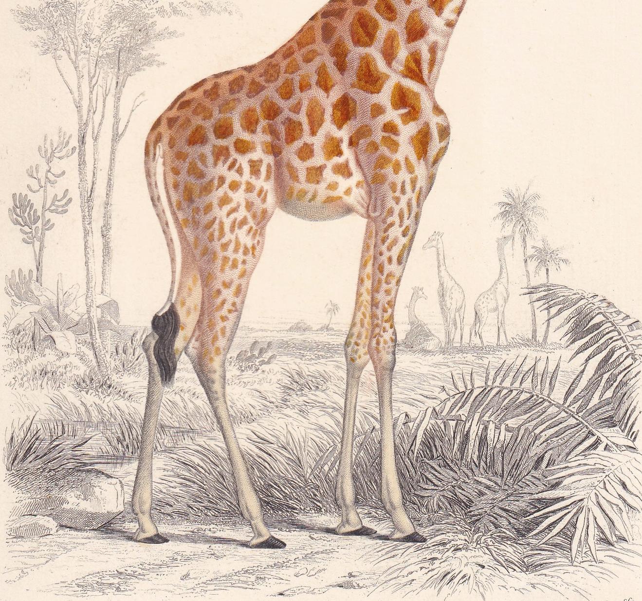 1861 GIRAFFE Print - Hand-Coloured Antique Print - Orbigny - Giraffe Wall Art - Animal Gift Decor - 5.75 x 9.75 Inches